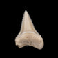 Modern Great White Tooth 1.31"