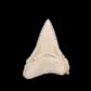 Modern Great White Tooth 1.31"