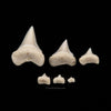 Set of Modern Great White Teeth