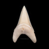 Gem Modern Great White Tooth 1.74"