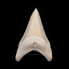 Gem Modern Great White Tooth 1.92"