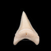 Modern Great White Tooth 1.47"