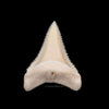 Modern Great White Tooth 1.39"