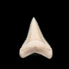 Gem Modern Great White Tooth 1.30"