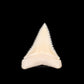 Gem Modern Great White Tooth 1.30"