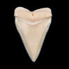 Gem Modern Great White Tooth 2.06"