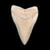 Gem Modern Great White Tooth 2.04"