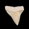 Gem Modern Great White Tooth 1.78"