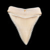Gem Modern Great White Tooth 1.83"
