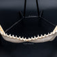 Dusky Shark Jaw w/DATA