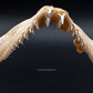 Ornate Wobbegong Shark Jaw w/Data