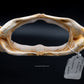 Giant Guitarfish Jaw