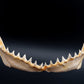 Java Shark Jaw w/DATA