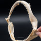 Silky Shark Jaw w/DATA