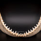 Bull Shark Jaw for Sale bot