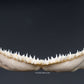 Whitetip Reef Shark Jaw w/ DATA