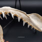 Longfin Mako Shark Jaw w/ DATA