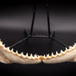 Dusky Shark Jaw w/DATA