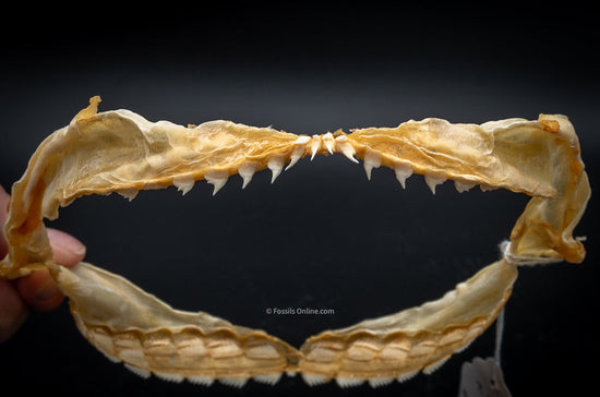 Shark Jaws Online