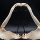 Sandtiger Shark Jaw w/DATA