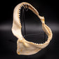 Dusky Shark Jaw w/DATA