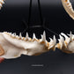 Longfin Mako Shark Jaw w/ DATA