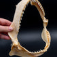 Java Shark Jaw w/DATA