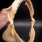 Bull Shark Jaw for Sale side
