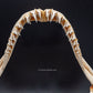 Sandtiger Shark Jaw w/DATA