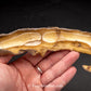 Shark Ray Dorsal Spine