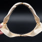 Silky Shark Jaw w/DATA