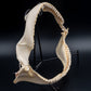 Dusky Shark Jaw w/DATA