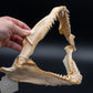 Ornate Wobbegong Shark Jaw w/Data