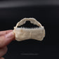 Cookiecutter Shark Jaw with Data ex Dr. Gordon Hubbell