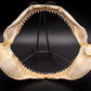 Dusky Shark Jaw w/DATA