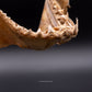 Great White Shark Jaw w/DATA