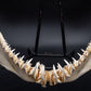 Sandtiger Shark Jaw w/DATA