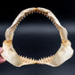 Java Shark Jaw w/DATA