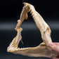 Ornate Wobbegong Shark Jaw w/Data