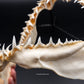 Longfin Mako Shark Jaw w/ DATA