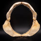 Bull Shark Jaw for Sale back