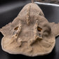 Shark Ray Dorsal Spine