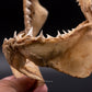 Great White Shark Jaw w/DATA