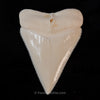 Modern Great White Tooth 2.39"