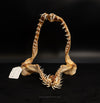 Goblin Shark Jaw