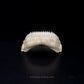 Cookiecutter Shark Jaw with Data ex Dr. Gordon Hubbell