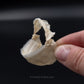 Cookiecutter Shark Jaw with Data ex Dr. Gordon Hubbell