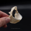 Cookiecutter Shark Jaw with Data ex Dr. Gordon Hubbell