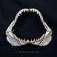 Juvenile Great White Shark Jaw with DATA 5'7" ex Dr. Gordon Hubbell