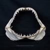 Juvenile Great White Shark Jaw with DATA 5'7" ex Dr. Gordon Hubbell